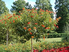 201 Longwood Gardens [2008 August 23]